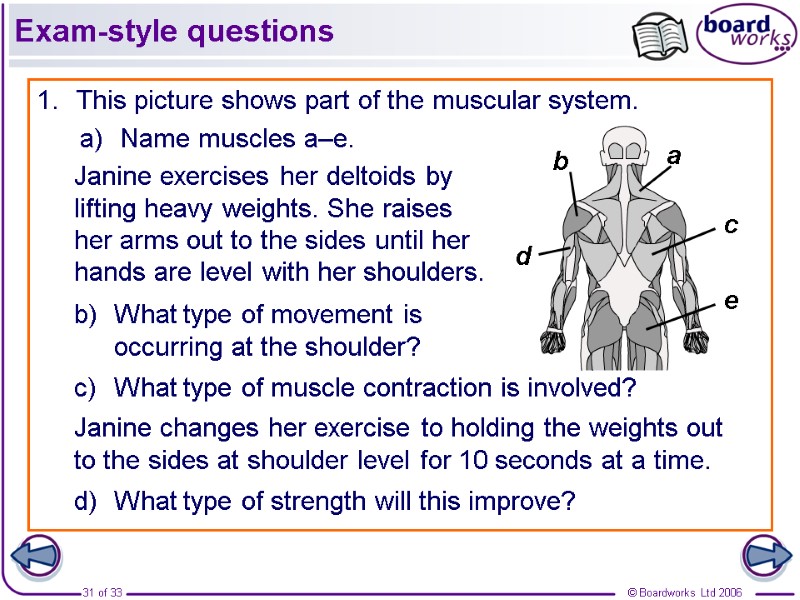Exam-style questions 1. This picture shows part of the muscular system.   